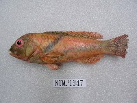 藏品(藍豬齒魚)的圖片